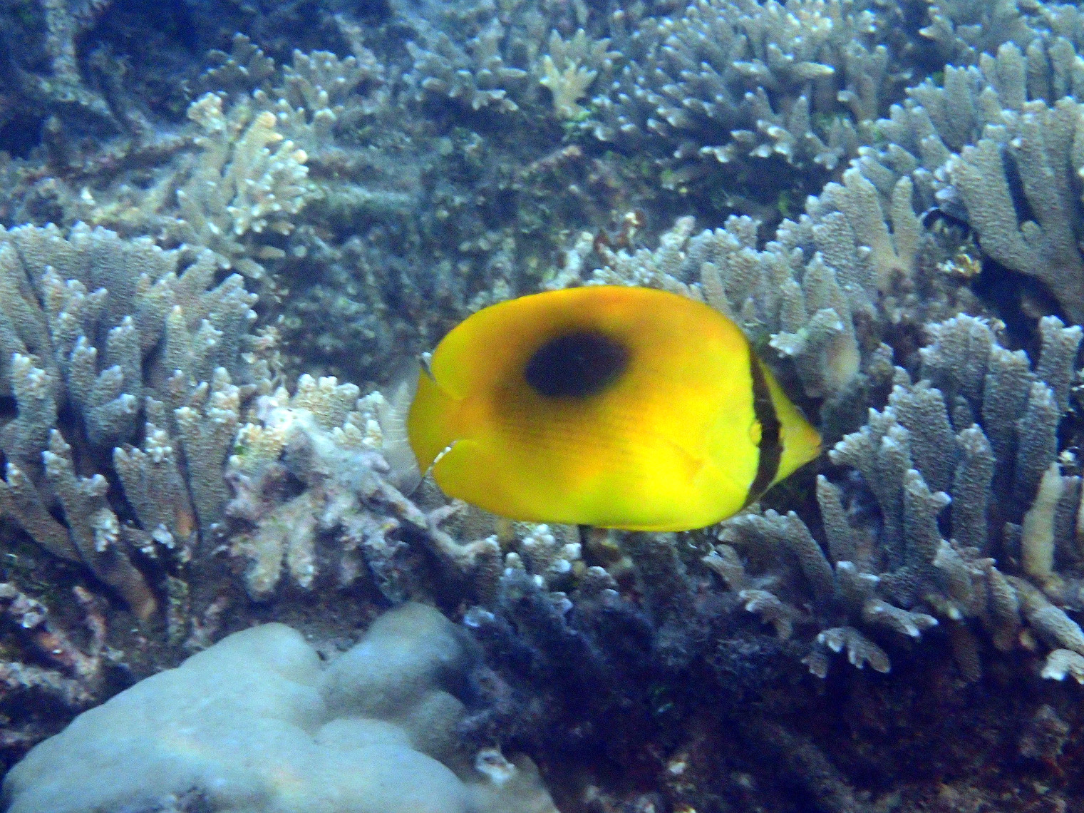 Chaetodon speculum - Nouvelle-Calédonie, Nouméa, Baie des Citrons
