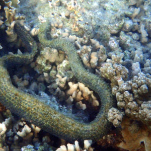 Serpent marin » Aipysurus duboisii