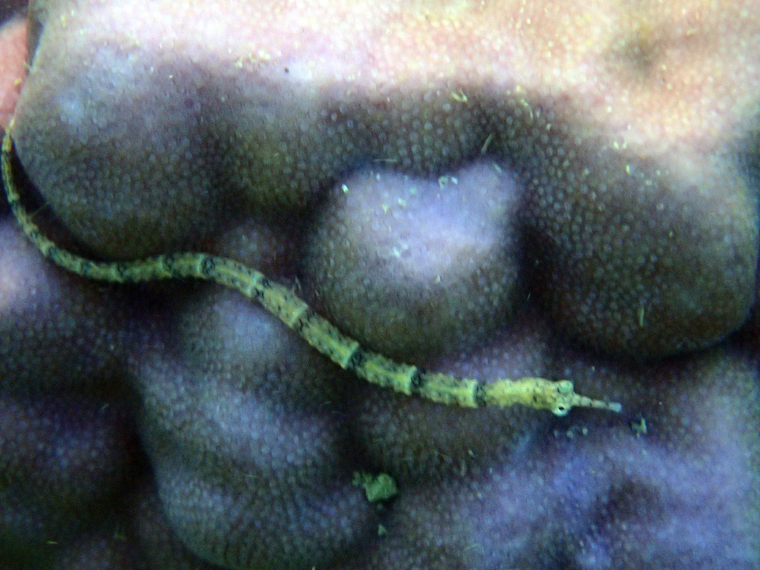 Corythoichthys haematopterus