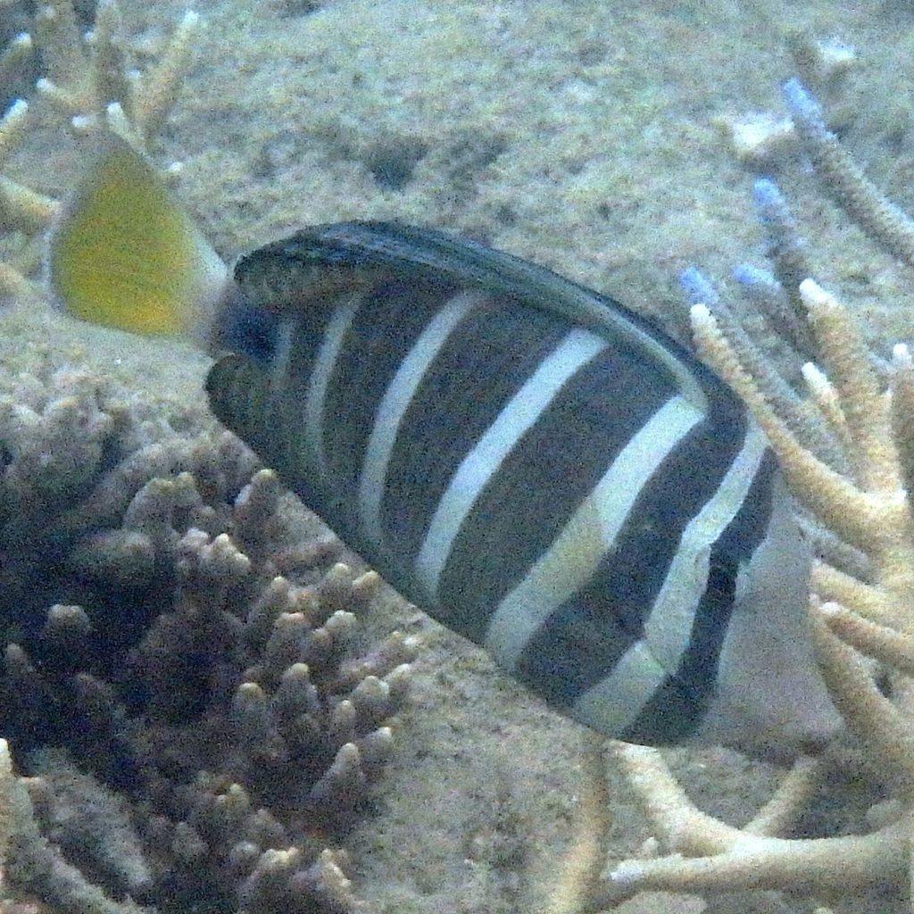 Zebrasoma velifer - Nouvelle-Calédonie, Nouméa, Baie des Citrons