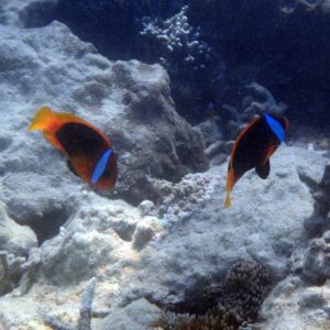 Amphiprion melanopus