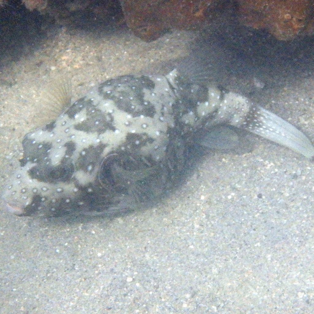 Arothron hispidus - Nouvelle-Calédonie, Nouméa, Baie des Citrons
