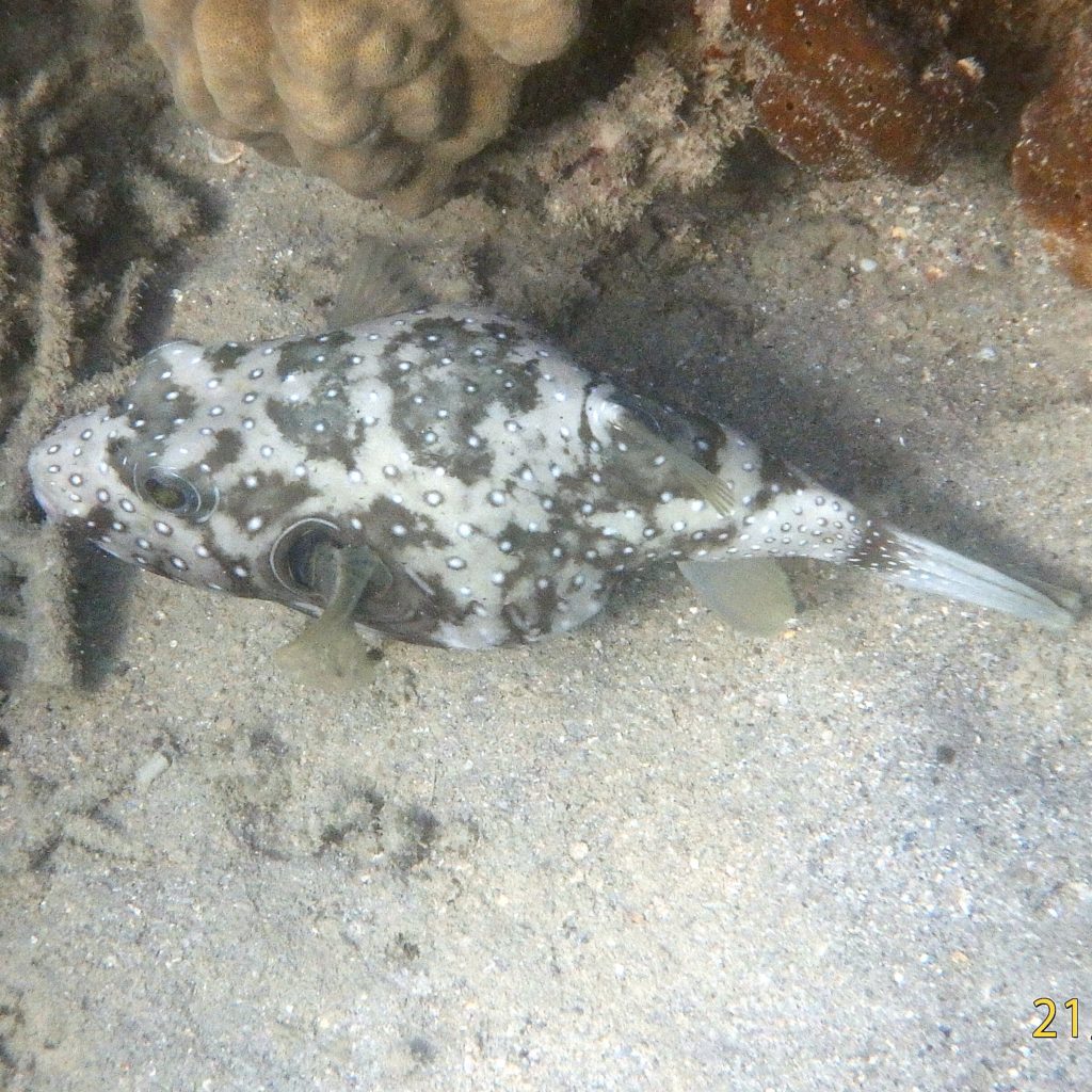 Arothron hispidus - Nouvelle-Calédonie, Nouméa, Baie des Citrons
