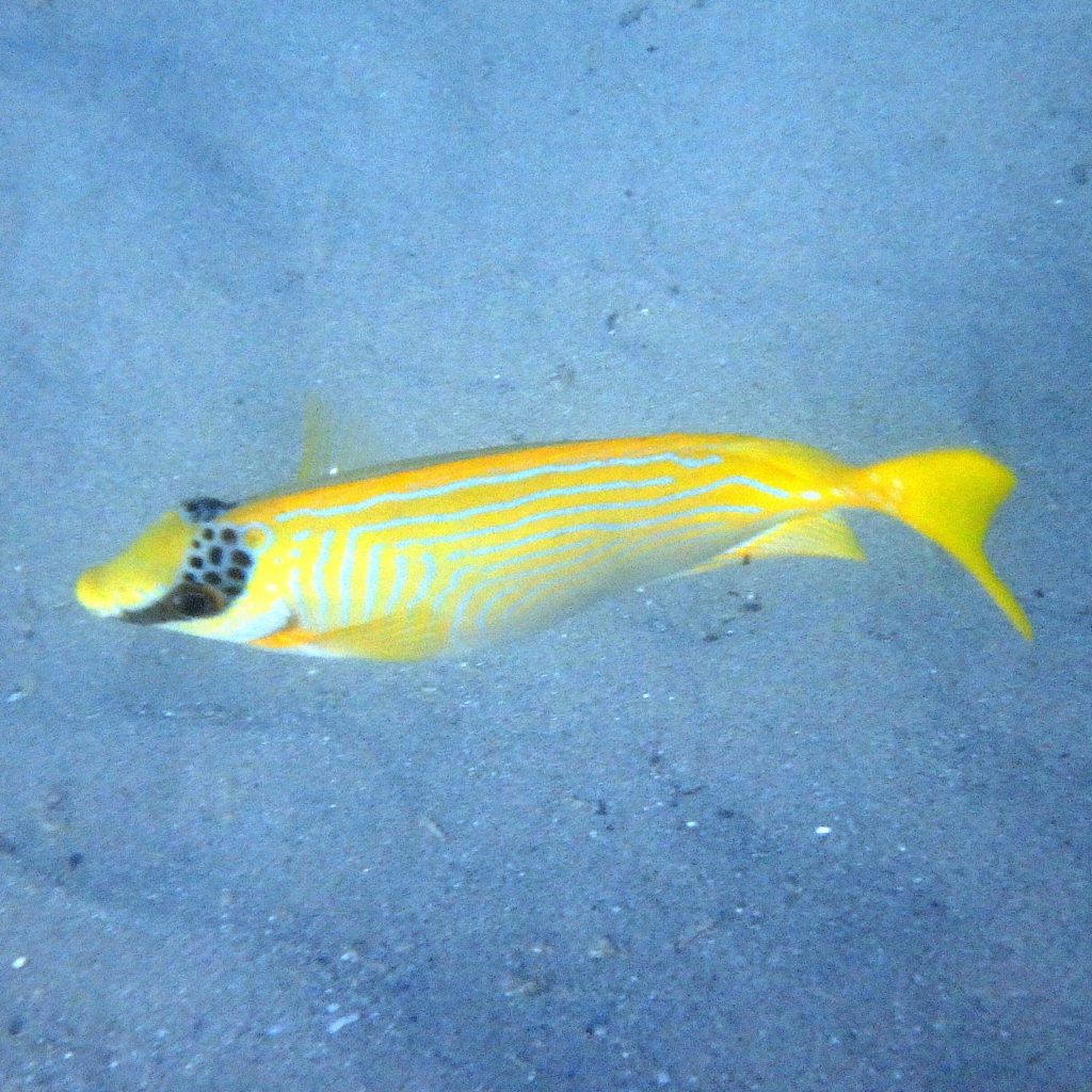 Siganus puellus - Nouvelle-Calédonie, Nouméa, Baie des Citrons