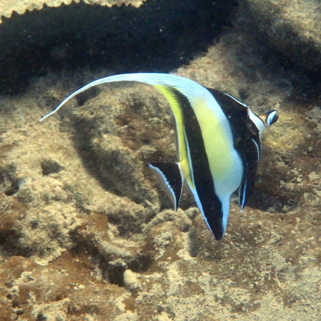 Zanclus cornutus - Nouvelle-Calédonie, Nouméa, Baie des Citrons