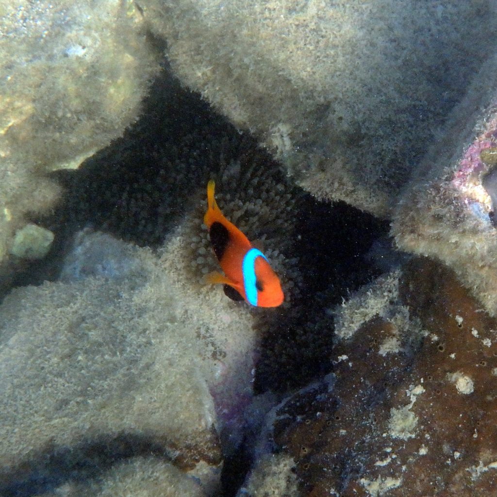 Amphiprion melanopus