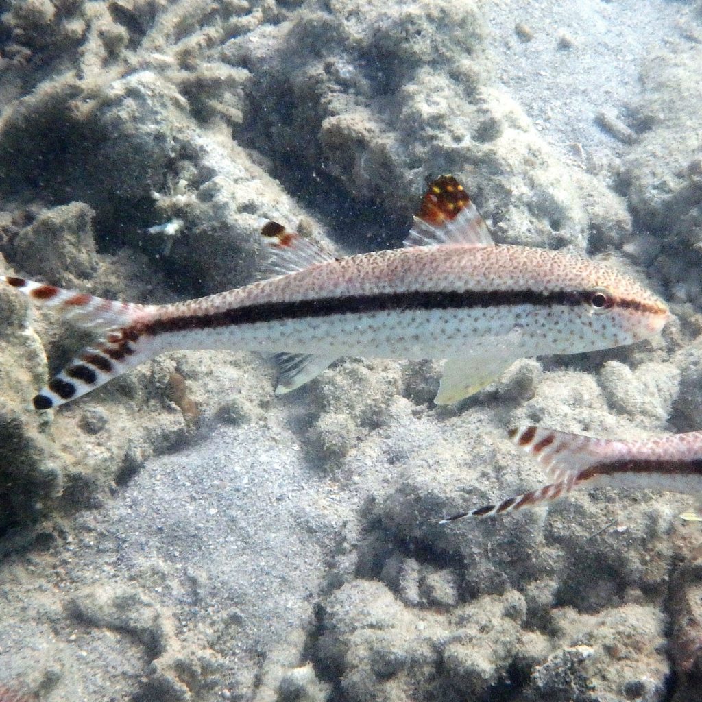 Upeneus tragula - Nouvelle-Calédonie, Nouméa, Baie des Citrons