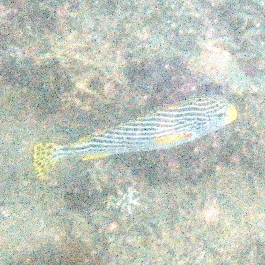 Plectorhinchus lineatus