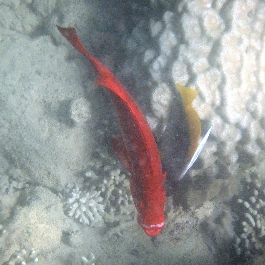 Heniochus singularius