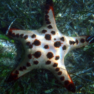 Échinodermes » Étoile de mer » Protoreaster nodosus
