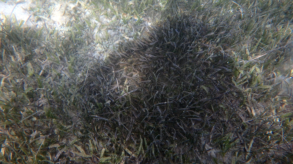 Poissons osseux
