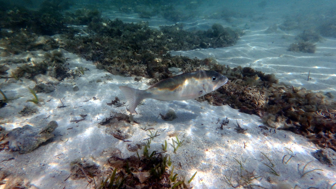 Poissons osseux