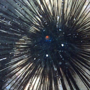 Échinodermes » Oursin » Diadema setosum