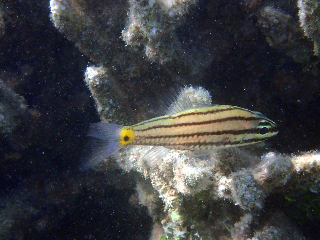 Cheilodipterus quinquelineatus - Nouvelle-Calédonie, Nouméa, Baie des Citrons