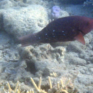 Poissons osseux » Poisson-perroquet » Scarus altipinnis