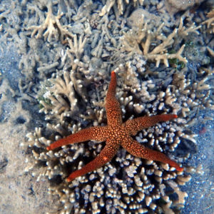 Échinodermes » Étoile de mer » Nardoa novaecaledoniae
