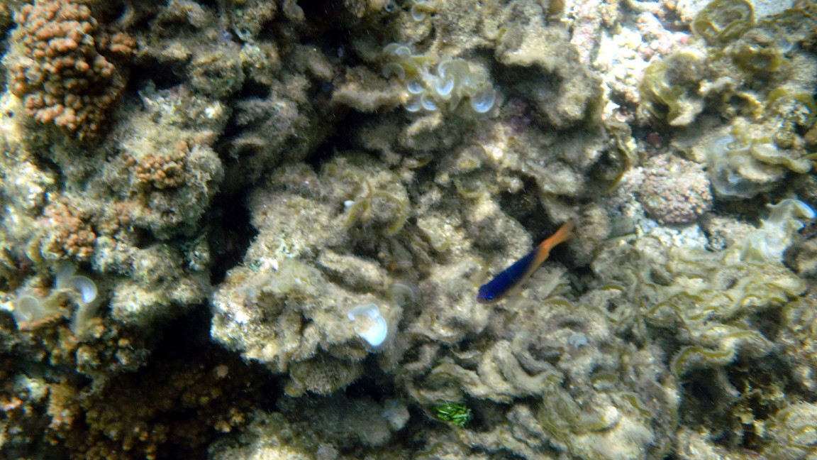 Poissons osseux