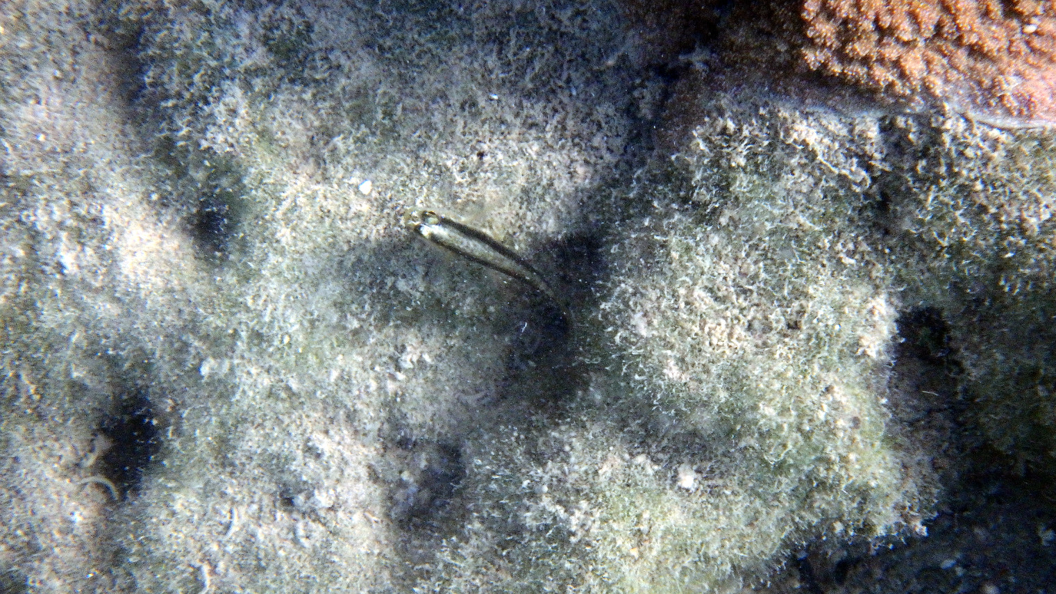 Poissons osseux