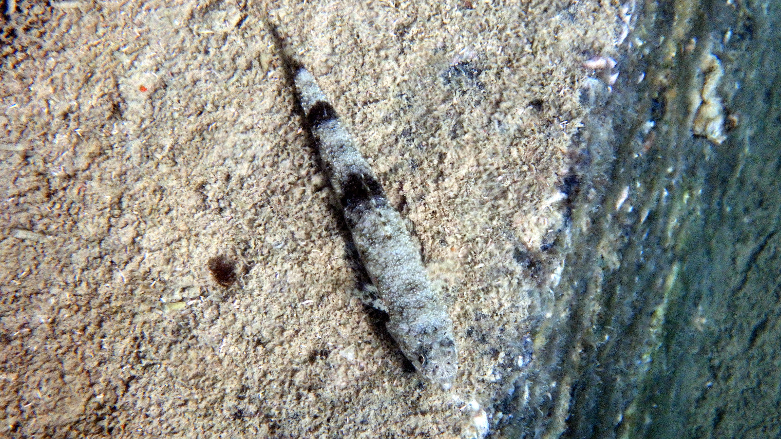 Saurida gracilis