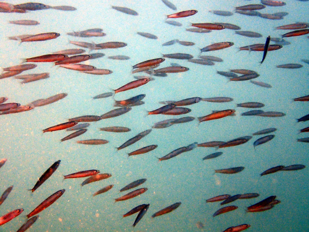 Poissons osseux