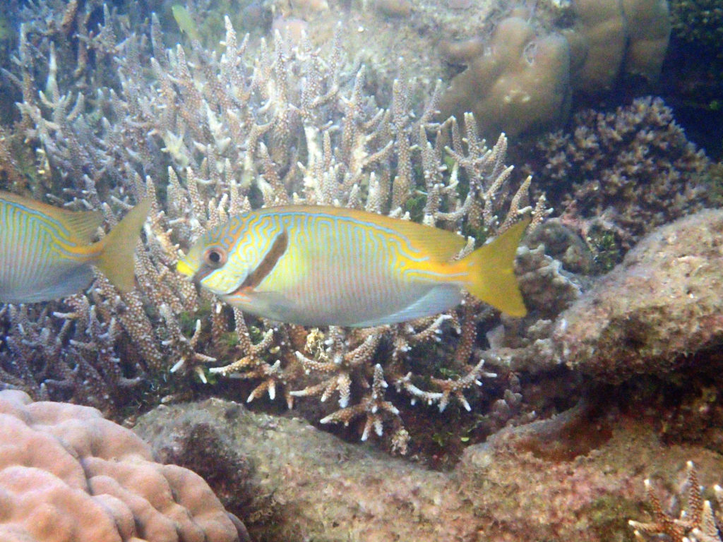 Siganus doliatus - Nouvelle-Calédonie, Nouméa, Baie des Citrons