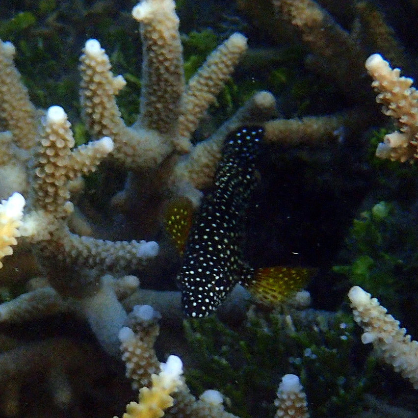 Poissons osseux