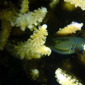 Gobiodon citrinus - Nouvelle-Calédonie, Nouméa, Baie des Citrons