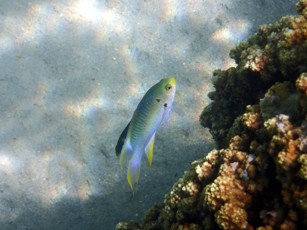 Neopomacentrus nemurus - Nouvelle-Calédonie, Nouméa, Baie des Citrons