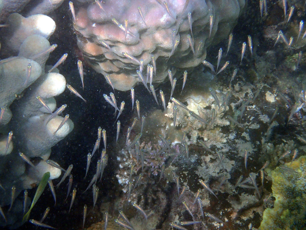 Poissons osseux