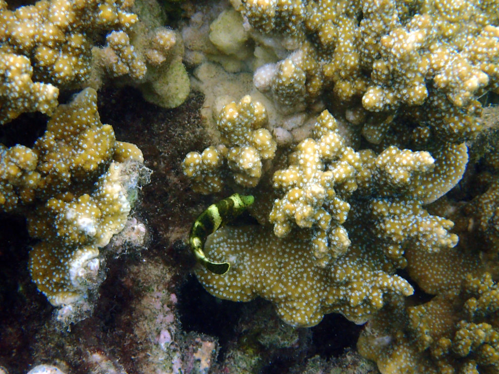 Poissons osseux