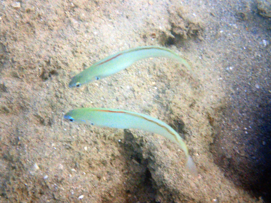 Ptereleotris microlepis - Nouvelle-Calédonie, Nouméa, Baie des Citrons