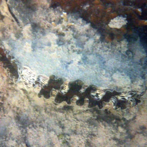 Mollusques » Bivalve » Athrina vexillum