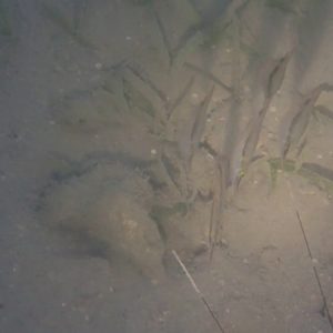 Poissons osseux » Poisson-couteau » Aeoliscus strigatus