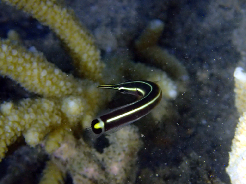 Diademichthys lineatus