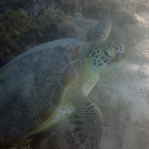 Tortue marine » Chelonia mydas (tortue verte)