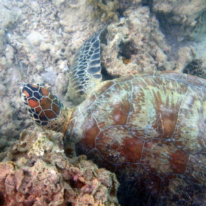 Tortue marine » Chelonia mydas (tortue verte)