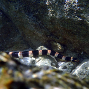 Serpent marin » Tricot rayé