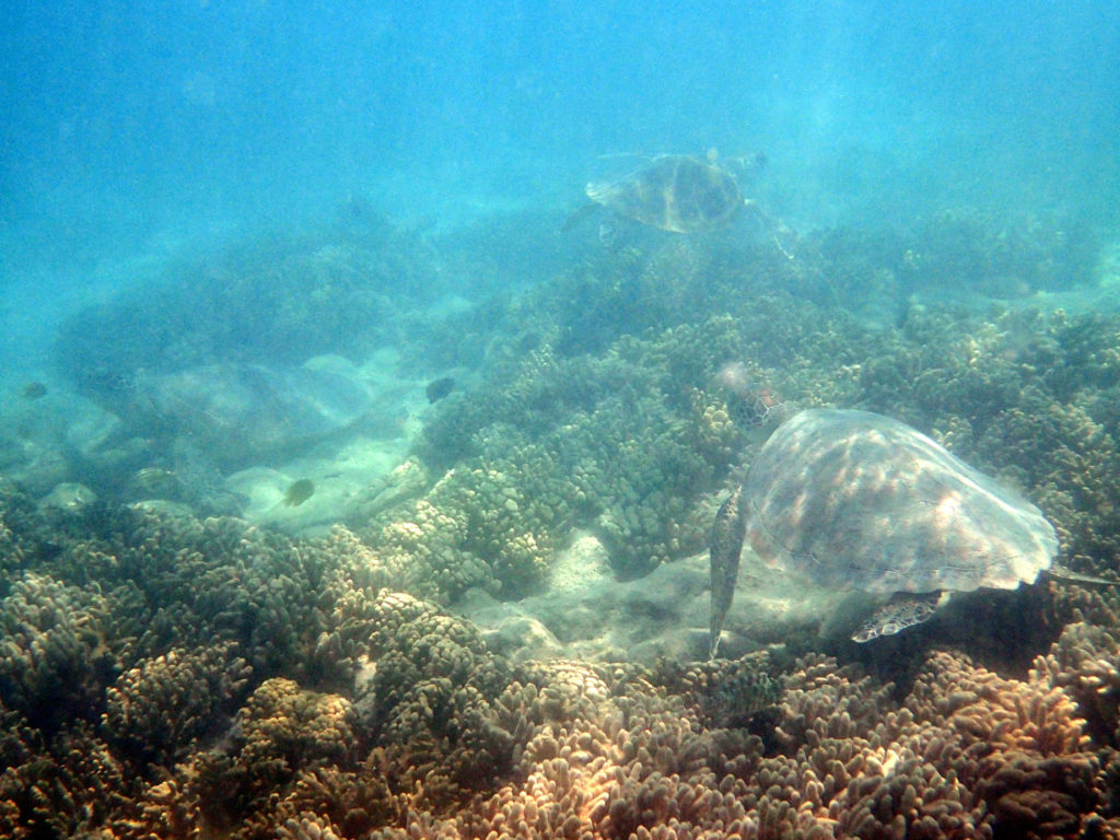Chelonia mydas (tortue verte)