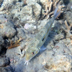 Poissons osseux » Rouget-barbet » Mulloidichthys flavolineatus