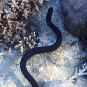 Serpent marin