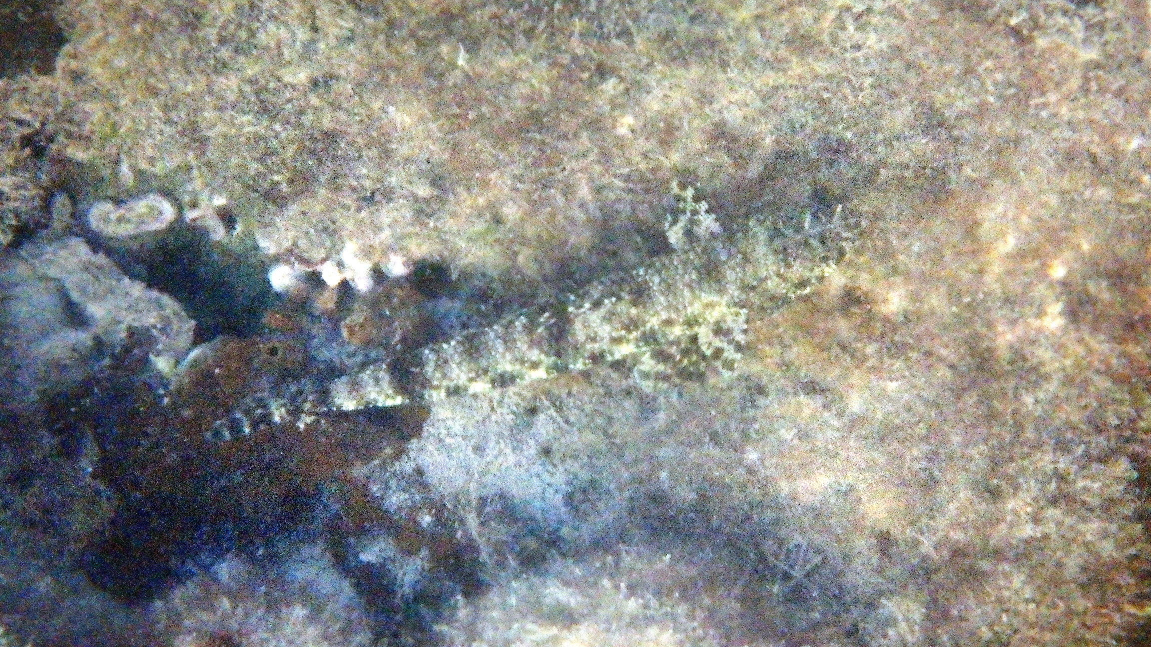Saurida gracilis