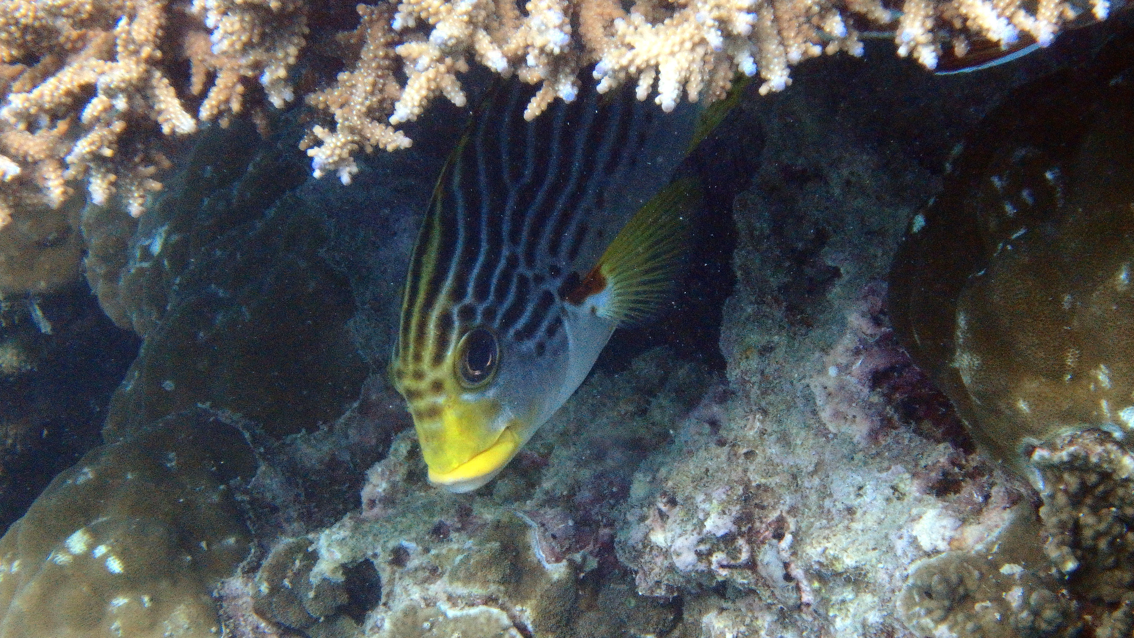 Plectorhinchus lineatus