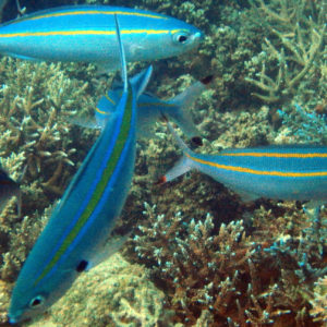 Poissons osseux » Fusiliers » Pterocaesio digramma