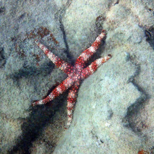 Échinodermes » Étoile de mer » Nardoa gomophia