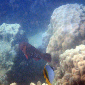 Poissons osseux » Poisson-perroquet » Scarus altipinnis