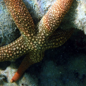 Échinodermes » Étoile de mer » Nardoa novaecaledoniae