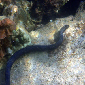 Serpent marin » Emydocephalus annulatus
