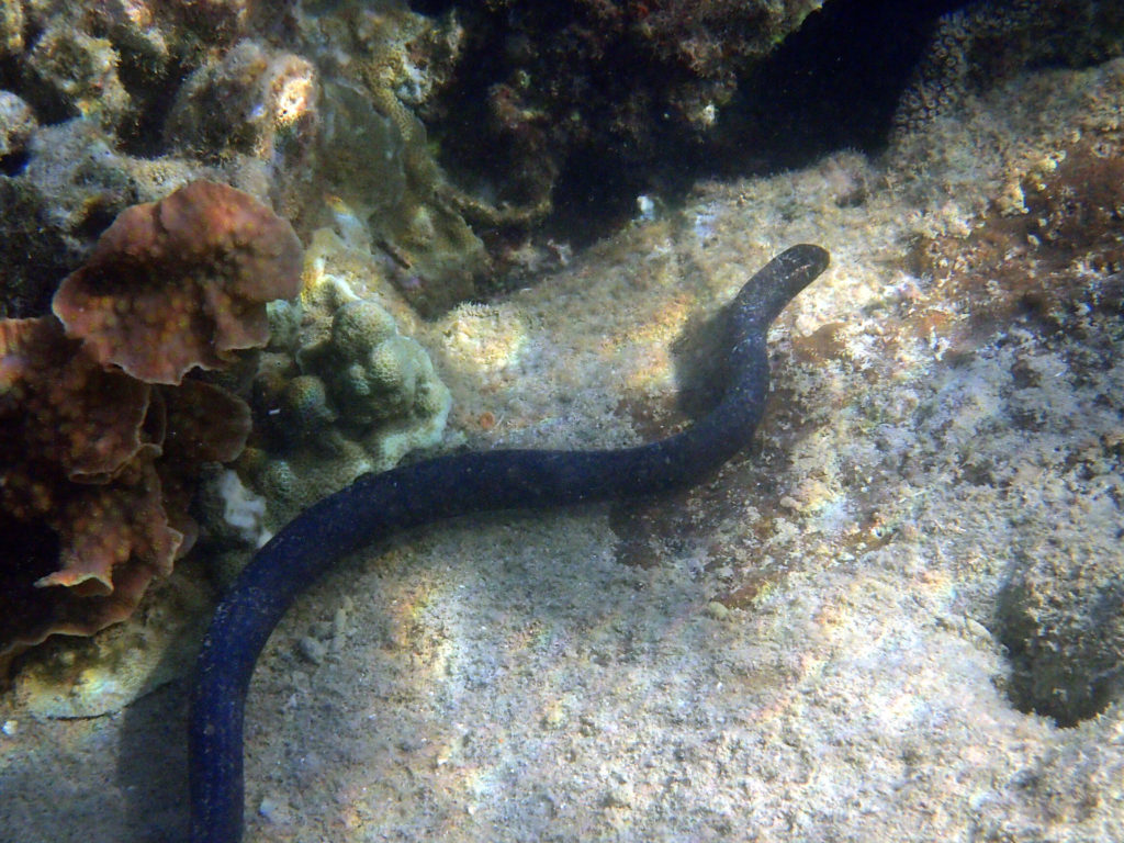 Emydocephalus annulatus