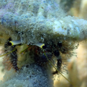 Crustacés » Bernard-l'ermite » Dardanus lagopodes