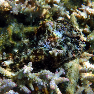 Mollusques » Gastéropode » Limaces de mer (opisthobranche) » Lièvre de mer (anaspidé) » Aplysia dactylomela